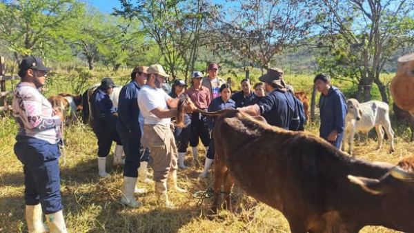 Se llevó a cabo la práctica sobre métodos de contención física de animales y toma de muestras biológicas para diagnóstico clínico en bovinos