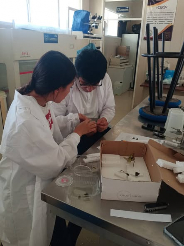 Los estudiantes del 3er Módulo de Ingeniero Agrónomo en la materia de Entomología Agrícola, llevaron la teoría al laboratorio con una práctica intensiva de Montaje de Insectos